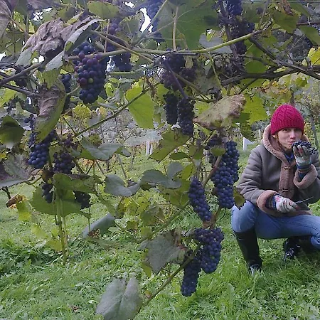 Winnica Spisz Feriegård Łapsze Niżne