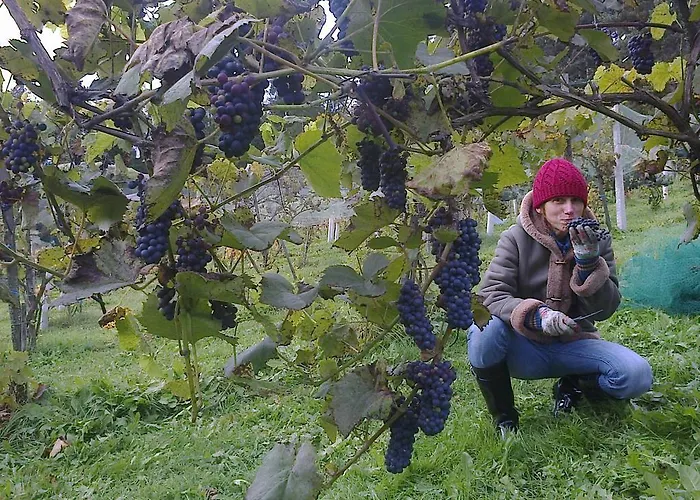 Winnica Spisz Çiftlik konaklama Łapsze Niżne